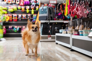 Little Dog Walking in Pet Shop
